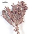 1 - Talli epifiti su Ellisolandia elongata